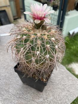 Gymnocalycium spegazzinii